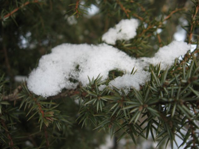 Śnieg w ROD Malwa